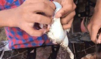 青蛙怎么杀视频,视频背后的真相